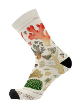 Load image into Gallery viewer, Red Fox Sox - size M - Sea Scholar